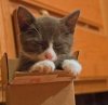 cute cats in boxes 011.jpg