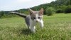 grass-running-cute-fur-portrait-kitten-cat-small-feline-mammal-baby-outdoors-kitty-vertebrate-...jpg