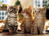 Cute-Kittens14.jpg