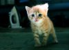 Cute_Kitten_02_by_gamebalance.jpg