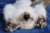 98912b8758c5a624e350861bd29e673d--baby-kittens-ragdoll-cats.jpg