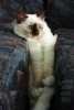 8758a4b8510ce78c76c09fe41635e3c6--ragdoll-cats-siamese-cats.jpg