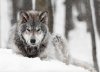 Wolf Pictures 014.jpg