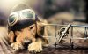 golden-retriever-chuppy-dog-photography-jessica-trinh-2.jpg