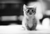 cute-kittens-20-great-pictures-4.jpg