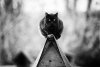 monorail-cats-balancing-narrow-beams-4.jpg