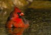 Northern Cardinal_KK_APA_2013_28408_227009_TaraTanaka.jpg