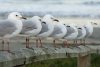 seagulls-591437_640.jpg