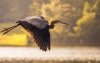 Great Blue Heron Bird Wallpapers (3).jpg