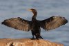 DoubleCrestedCormorant10LR.jpg