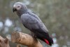Grey-Parrot-1.jpg