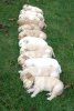 Puppies-sleep-Golden-Retriever-Puppies-are-sleeping-on-the-grass-06.jpg