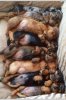 Puppies-sleep-Dachshund-Puppies-are-sleeping-04.jpg