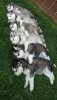 Puppies-sleep-Husky-Puppies-are-sleeping-03.jpg