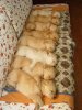 Puppies-sleep-Golden-Retriever-Puppies-are-sleeping-02.jpg