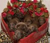 Puppies-sleep-Box-of-chocolate-Lab-Puppies-01.jpg