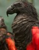 dracula-parrot-closeup.jpg