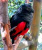 vulturine-parrot.jpg