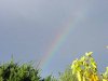 rainbowconifer.jpg