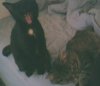 kitties56.jpg