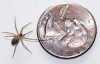 spider1b.jpg