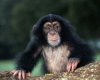 chimpanzee6.jpg