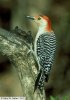 red-bellied woodpecker.jpg