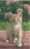 kittypic.jpg