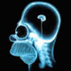 PEA BRAIN IN HEAD.jpg