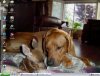 dog and deer.JPG