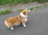 Corgi.jpeg