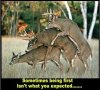 3SOMEDEER.jpg