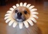 flower dog.JPG