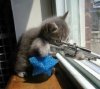 kitty shooter.jpg