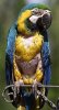 parrot.jpg