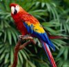 macaw.jpg