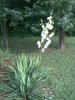 yucca.jpg