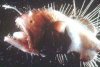 anglerfish.jpg