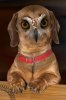 dog owl.jpg