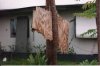 plywood through tree.jpg