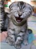 Cat laughing.jpg