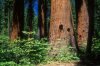 19Sequoias001.jpg