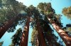 B23Sequoias001.jpg