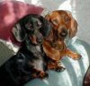dachshunds-pictures-04.jpg
