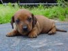dachshunds-puppies-01.jpg