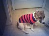 Tahoe in her sweater.jpg