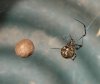mommy_spider_and_babies.jpg