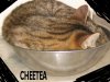 cheetea1.jpg