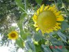 sunflower 010.JPE