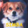 sIMBA.jpg